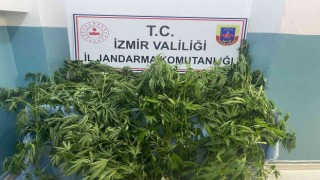 İzmirde jandarmadan 8 ilçede uyuşturucu operasyonu