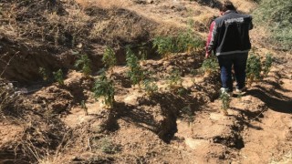 İzmirde ormanlık alanda 150 kök Hint keneviri ele geçirildi