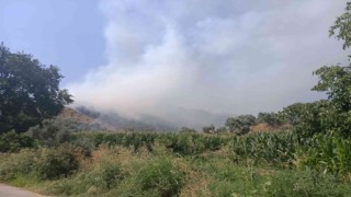 İzmirde ormanlık alanda yangın