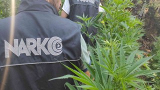 İzmirde uyuşturucu tacirlerinin tarlasına baskın
