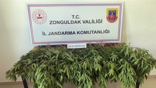 Jandarma 50 kök Hint keneviri ele geçirdi