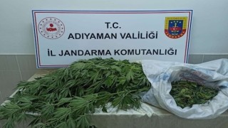 Jandarma, kenevir bitkisi ve esrar maddesi ele geçirdi