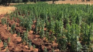 Jandarma uyuşturucuya geçit vermiyor