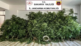 Jandarmadan 2 ilçede uyuşturucu operasyonu: 3 gözaltı
