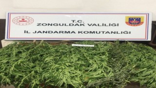Jandarmadan kenevir operasyonu; 13 kök kenevir bitkisi ele geçirildi