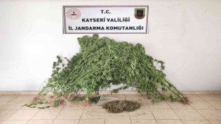 Jandarmadan uyuşturucu operasyonu