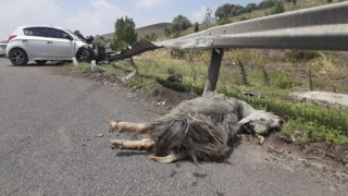 Kaçan kurbanlık trafik kazasına neden oldu: 1 i ağır 5 yaralı