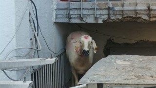 Kaçan kurbanlık yakalandı, sahibi kayıp