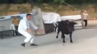 Kaçan kurbanlıklar hem sahiplerine hem vatandaşlara zor anlar yaşattı