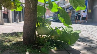 Kaldırımda yetişen kabak görenleri şaşırtıyor