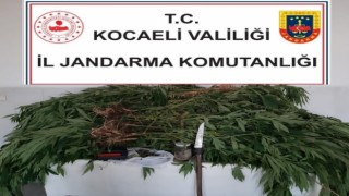 Kamuya ait araziye kenevir eken şahıs yakayı ele verdi