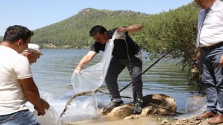 Karacaören Barajına 115 bin balık bırakıldı