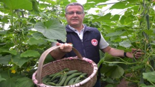 Karadenizde seracılık sektörü, verilen destekler ile büyüyor