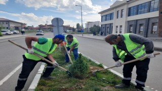 Karsta belediye park ve bahçelere fidan dikiyor