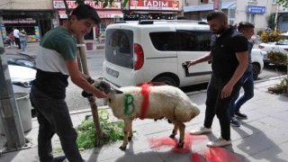 Karsta geline ‘süslü koç gönderme geleneği sürüyor