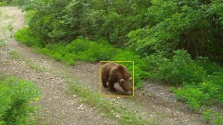 Kastamonuda yaban hayvanları fotokapanda