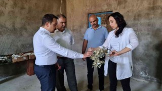 Kaymakam Aydoğan koza hasadına katıldı