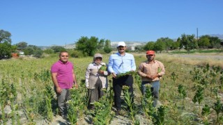 Kaymakam Yıldırım tarlada tütün kırdı