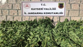 Kayseride bin 125 kök kenevir ele geçirildi