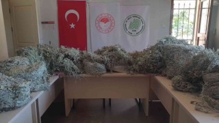 Kazdağlarında endemik bitkiyi koparanlara 657 bin 558 TL ceza kesildi
