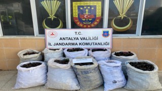 Keçiboynuzu hırsızları suçüstü yakalandı