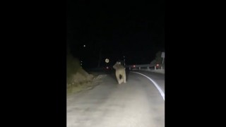 Kemaliyede boz ayı yola indi