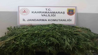 Kenevir yetiştiren şüpheli gözaltına alındı