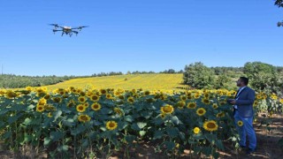 Kestelde çayır tırtılı istilasına dronlu önlem