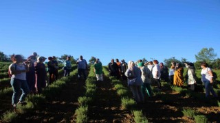 Kocaeli, tıbbi ve aromatik bitki üreticiliğinin merkezi olma yolunda