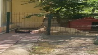 Köpeğin kulübesine giren kedi neye uğradığını şaşırdı