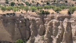 Koruma altındaki dağ keçileri sürü halinde görüntülendi