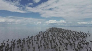 Kuluçkadan çıkan birlerce yavru flamingo havadan görüntülendi