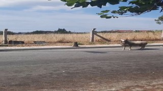 Kurban Bayramında yine hayvanlar kaçtı, vatandaşlar zor anlar yaşadı