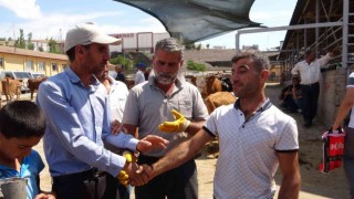 Kurban pazarında pazarlıklar kızıştı