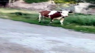 Kurbanlığın firarı 2 gün sürdü