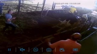 Kurbanlık dananın ortalığı birbirine kattığı anlar kamerada