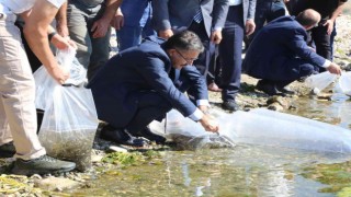 Kütahyada 1 milyon yavru sazan balığı suya kavuştu