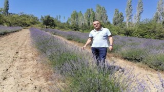 Kütahyada kıraç araziler lavanta kokacak