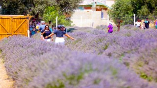 Lavanta Festivaline vatandaşlar yoğun ilgi gösterdi
