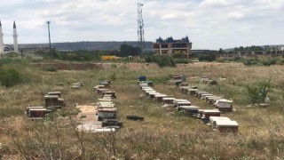Mahallede ortasına konulan onlarca arı kovanı görenleri şaşırttı