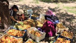 Malatyada kayısı hasadı başladı