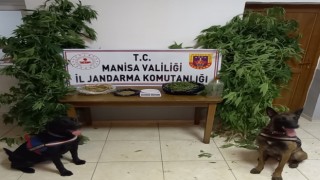 Manisada narkotik köpek timi eşliğinde kenevir operasyonu