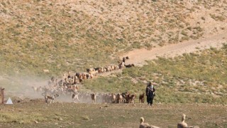 Maraş dondurmasına süt üretiyorlar
