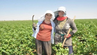 Mardinli kuzenler 45 derece sıcaklıkta eğitim masrafları için çapa salıyor