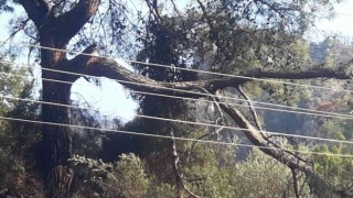 Marmariste orman yangınının çıkış sebebi belli oldu