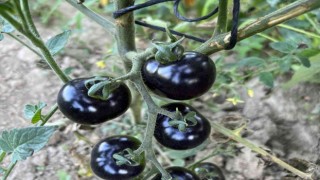 Meksikadaki arkadaşı ilham verdi, siyah domates görenleri şaşkına çeviriyor