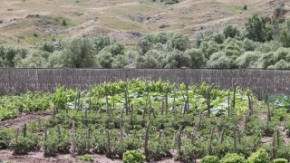 Memleketine dönen gurbetçi ata topraklarına 500 adet meyve ağacı dikti