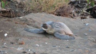 Mersinde 4 bine yakın caretta caretta yuvası tespit edildi