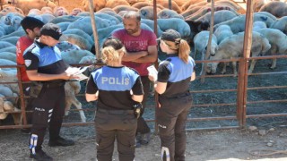 Mersinde hayvan satıcıları dolandırıcılara karşı bilgilendiriliyor