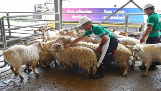 Mersinde şehitler için kurban kesildi